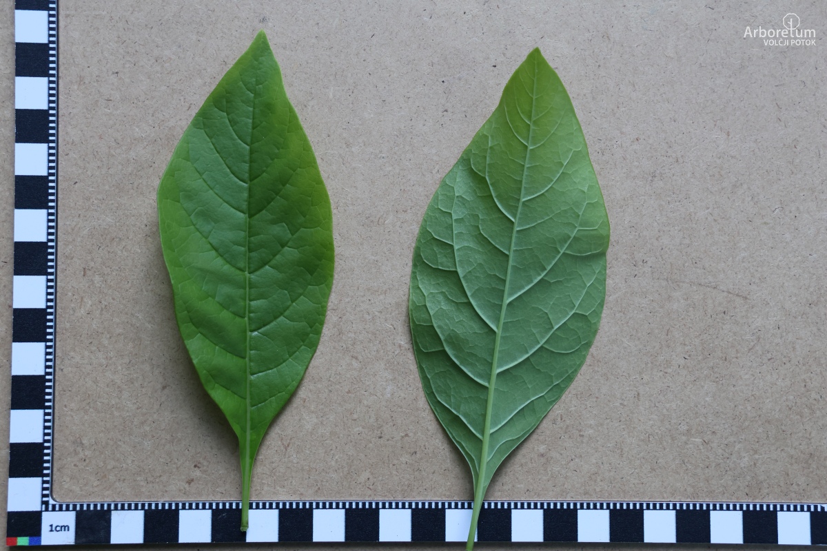 B-3-11_Chionanthus virginicus_l