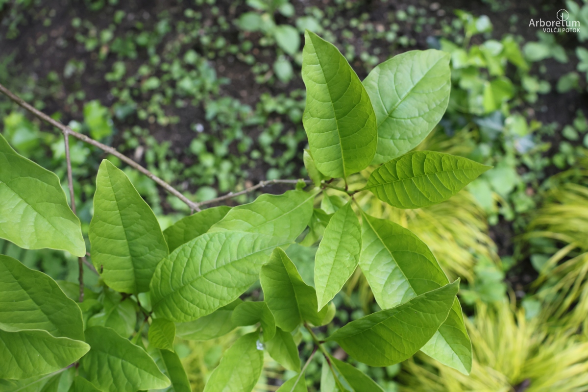 B-3-11_Chionanthus virginicus_v