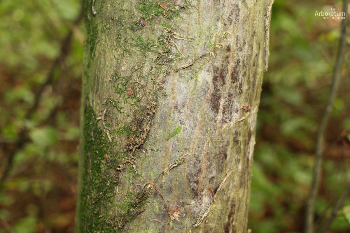 B-3-21_Acer palmatum_d