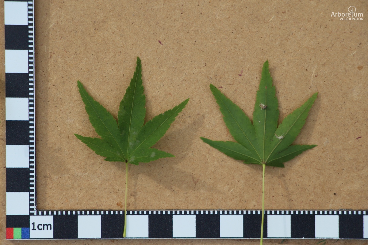 B-3-21_Acer palmatum_l5