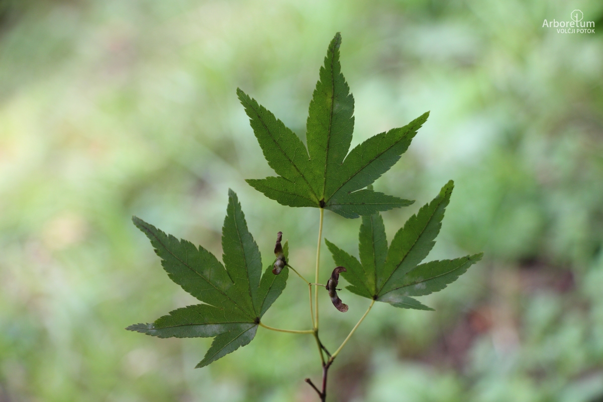 B-3-21_Acer palmatum_v