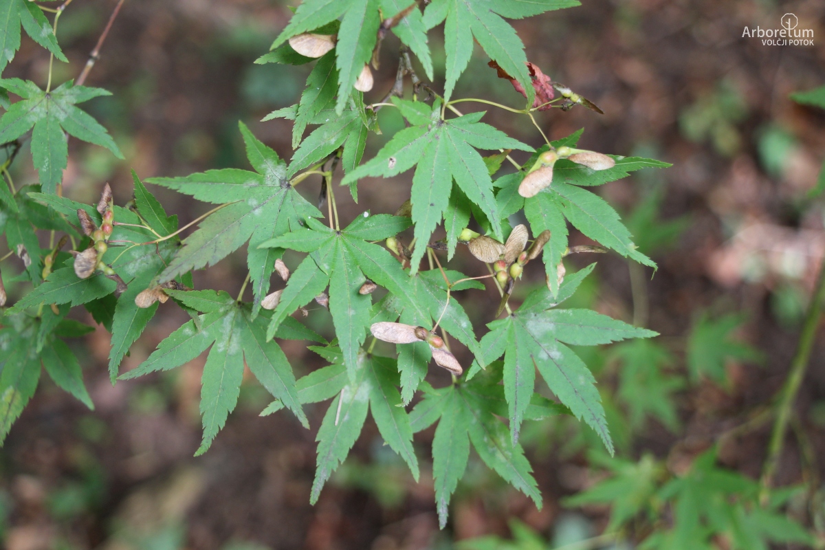 B-3-21_Acer palmatum_v3