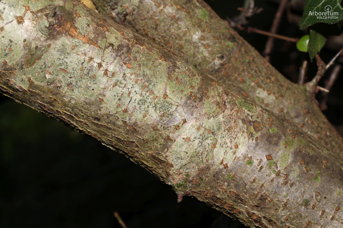 B-3-46_Pyracantha ‘Golden Charmer’ _d