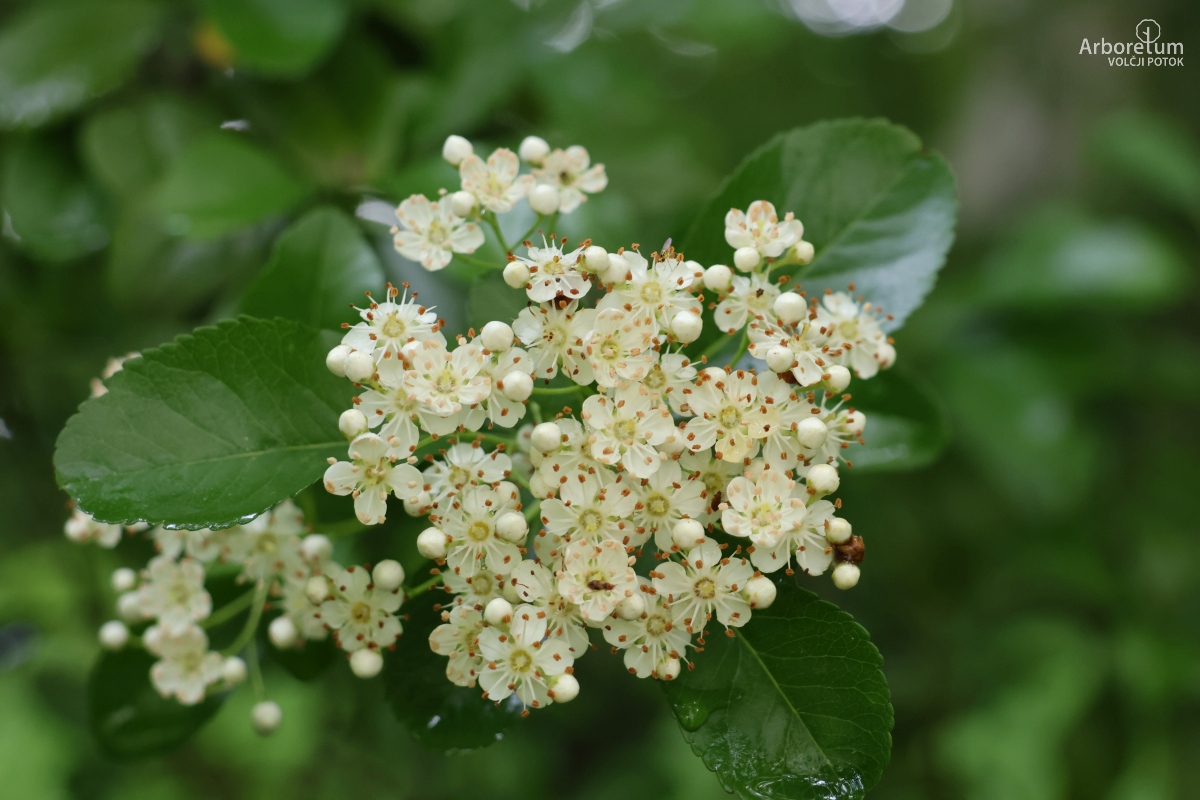 B-3-46_Pyracantha ‘Golden Charmer’_c
