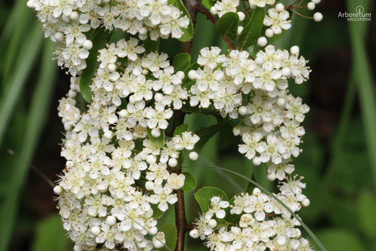 B-3-46_Pyracantha ‘Golden Charmer’_c10_maj
