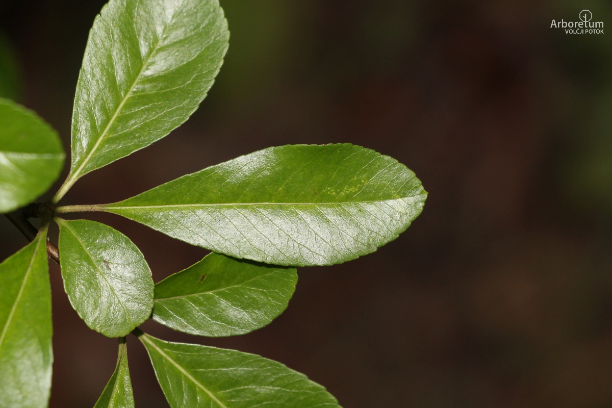 B-3-46_Pyracantha ‘Golden Charmer’_l22