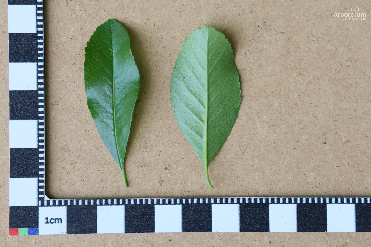 B-3-46_Pyracantha ‘Golden Charmer’_l5