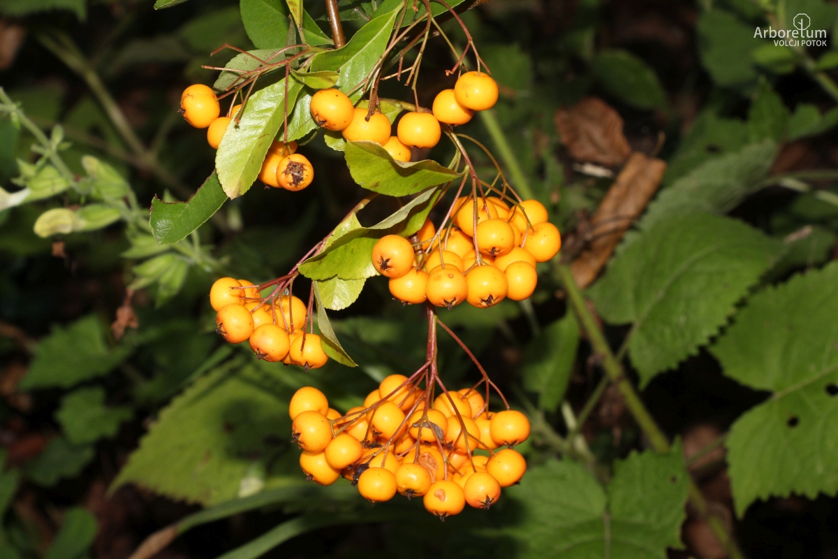 B-3-46_Pyracantha ‘Golden Charmer’_p4