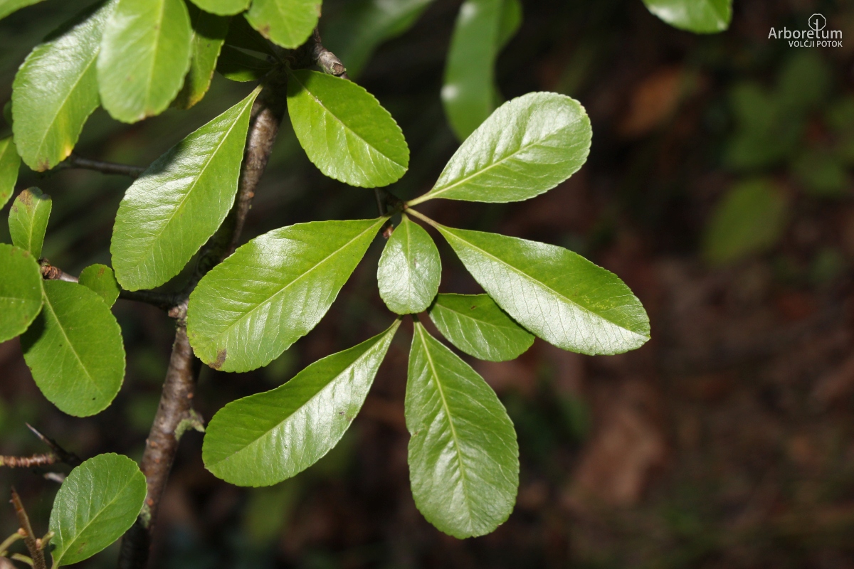 B-3-46_Pyracantha ‘Golden Charmer’_v25