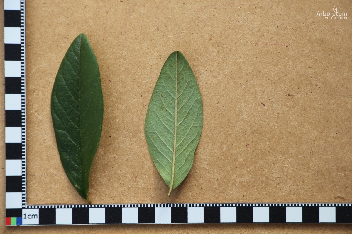 C-2-16_Cotoneaster × watereri ‘Cornubia’_l