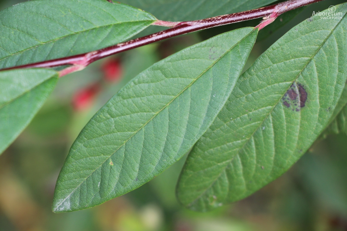 C-2-16_Cotoneaster × watereri ‘Cornubia’_l6