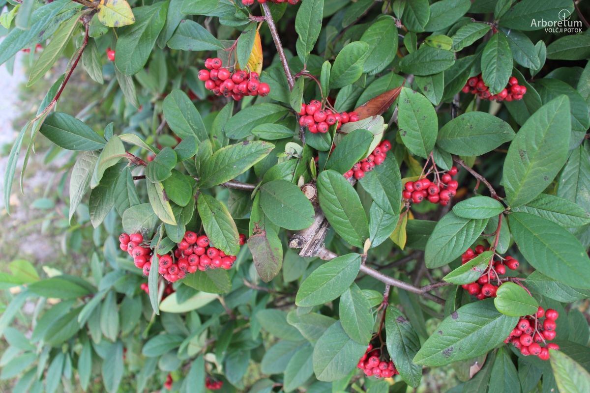 C-2-16_Cotoneaster × watereri ‘Cornubia’_v3