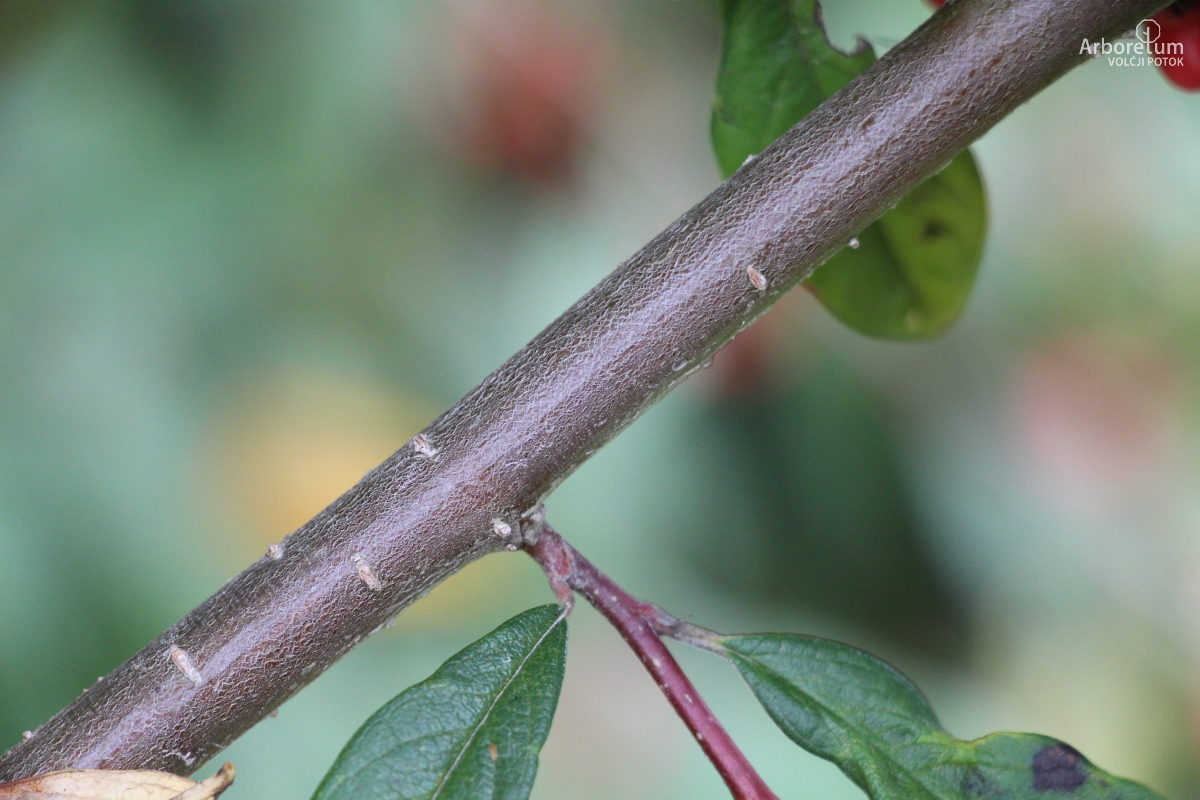 C-2-16_Cotoneaster × watereri ‘Cornubia’_v4