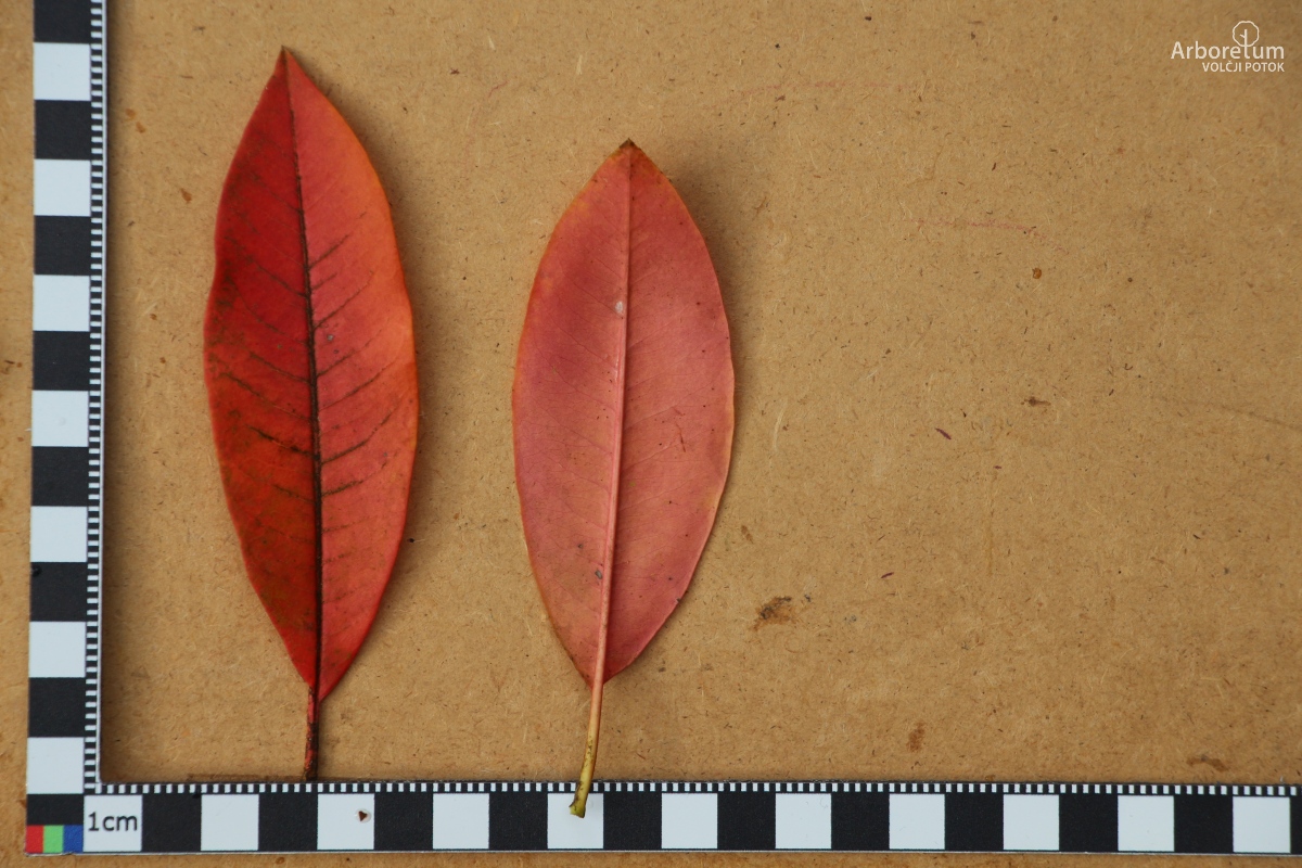 E-1-64_Photinia davidiana var. davidiana_l55