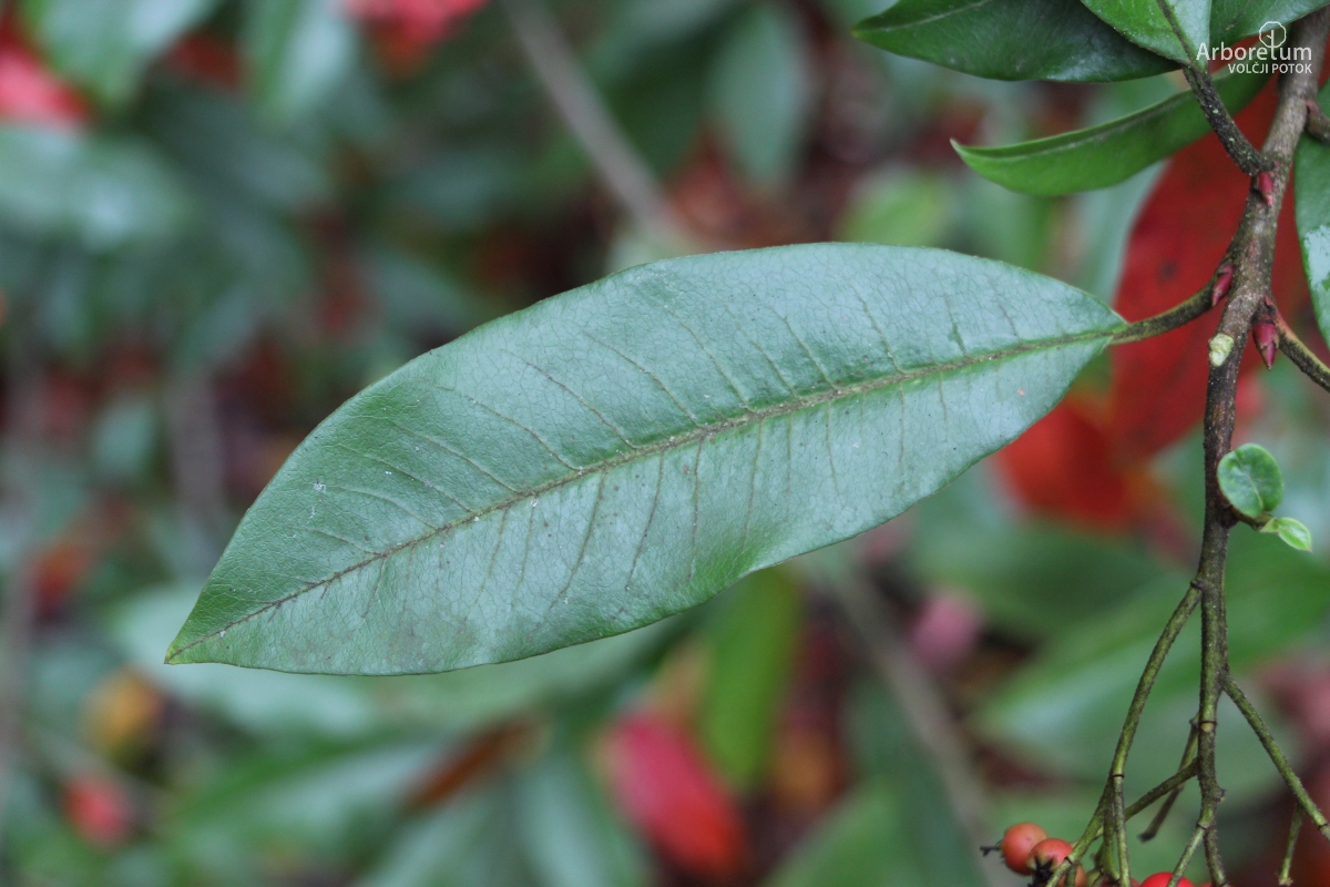 E-1-64_Photinia davidiana var. davidiana_l8