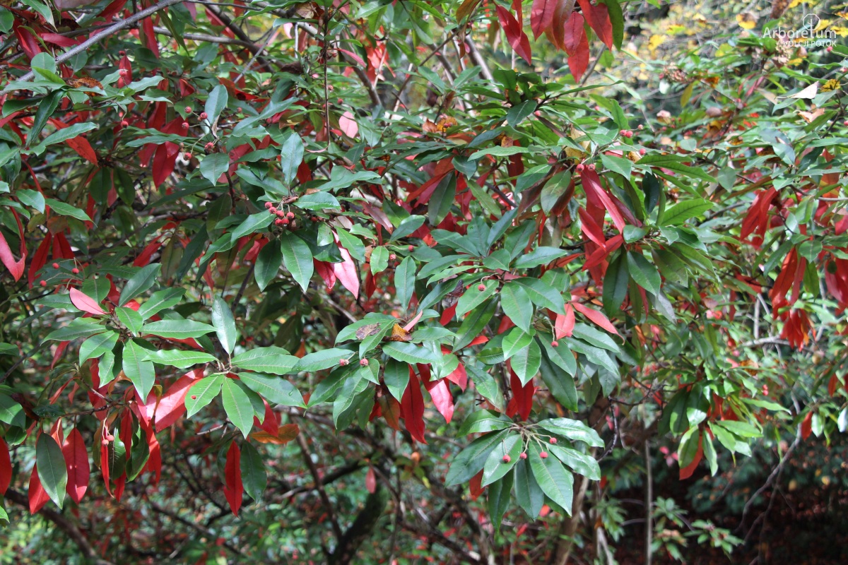 E-1-64_Photinia davidiana var. davidiana_v11