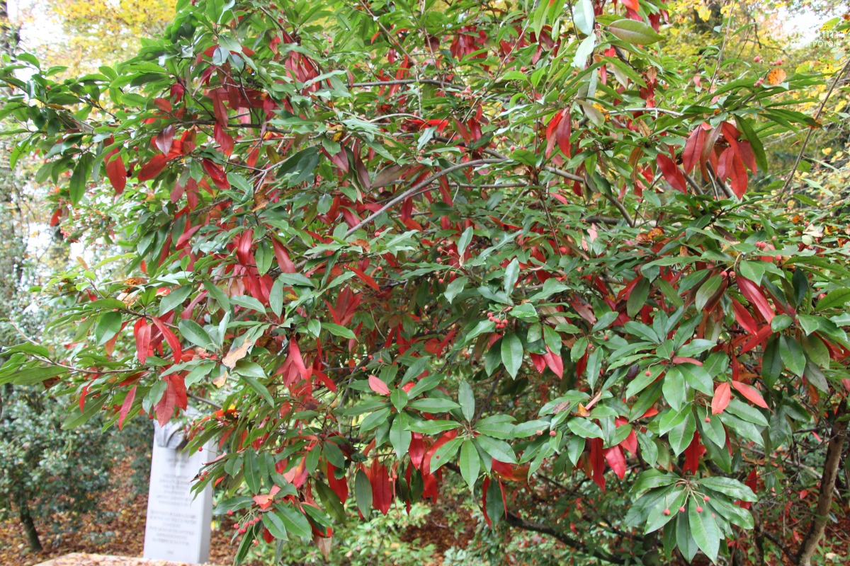 E-1-64_Photinia davidiana var. davidiana_v9