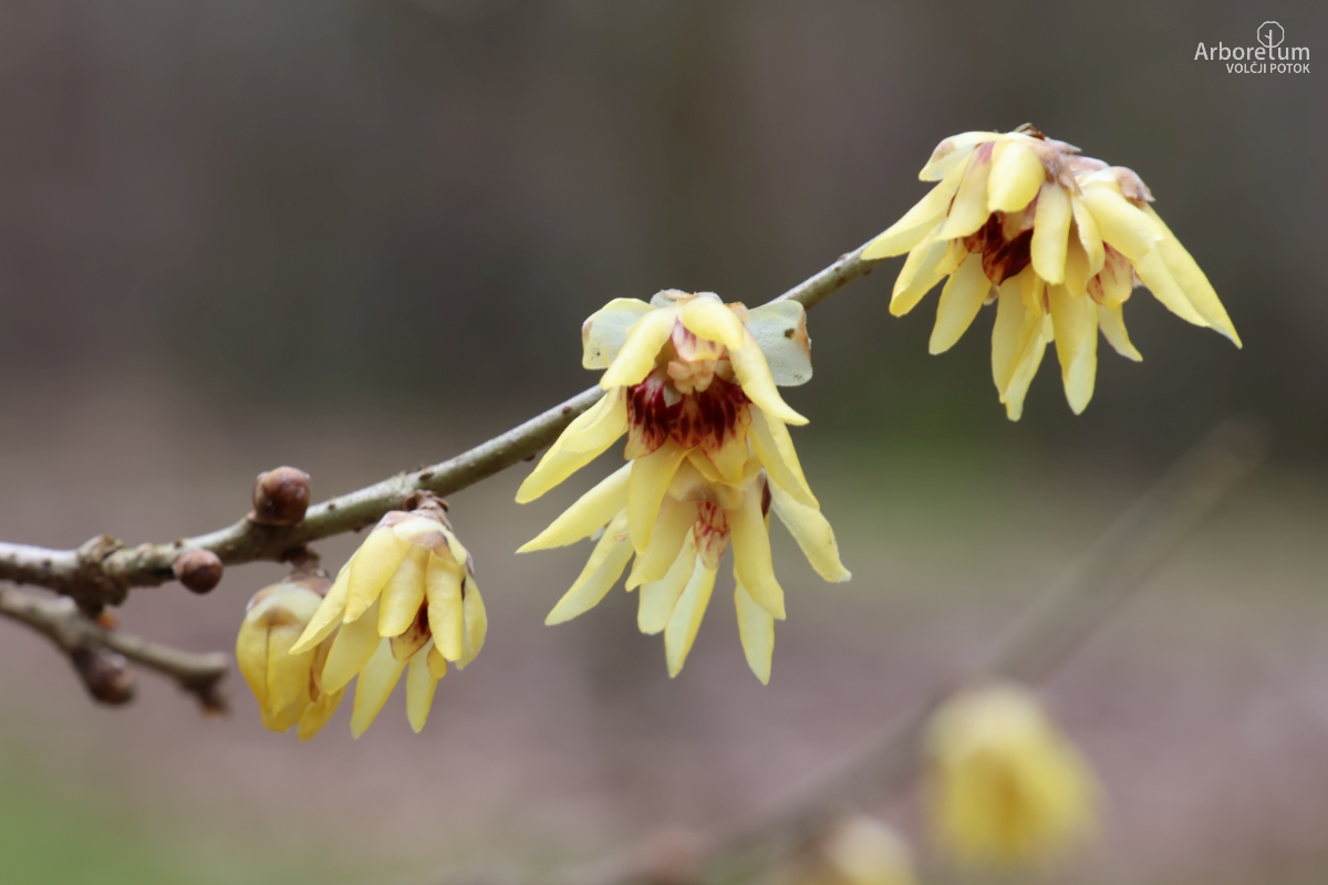 J-9-16_Chimonanthus praecox_c