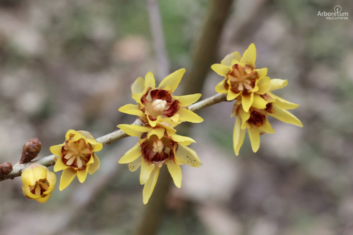 J-9-16_Chimonanthus praecox_c2