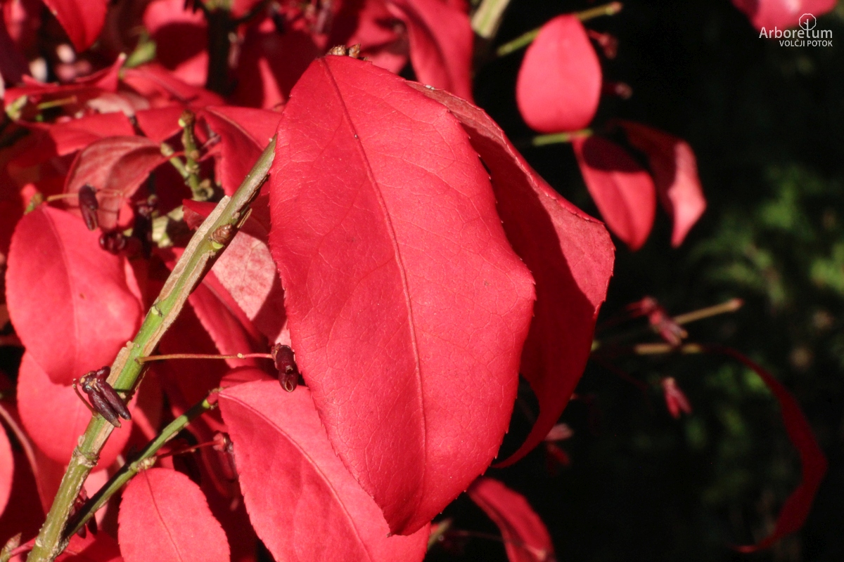 K-3-812_Euonymus alatus ‘Compactus’_oktober_l3