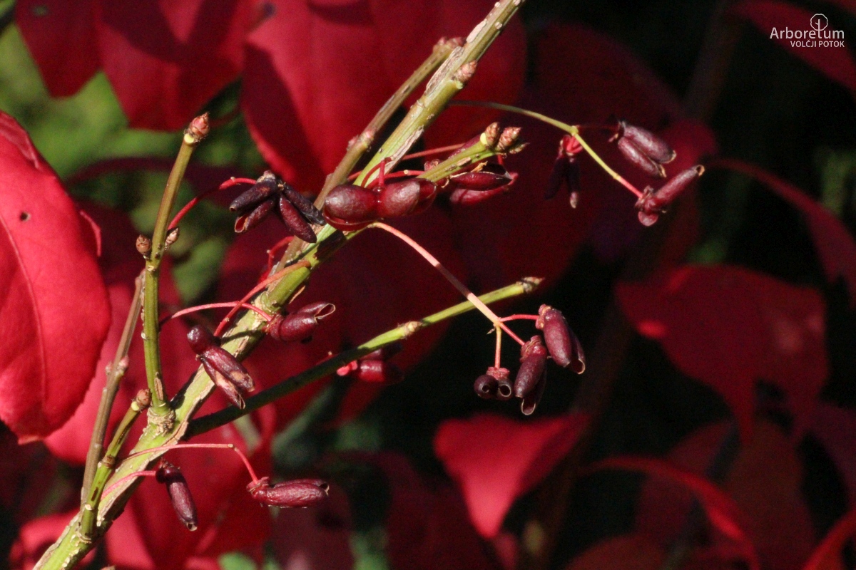 K-3-812_Euonymus alatus ‘Compactus’_oktober_p4