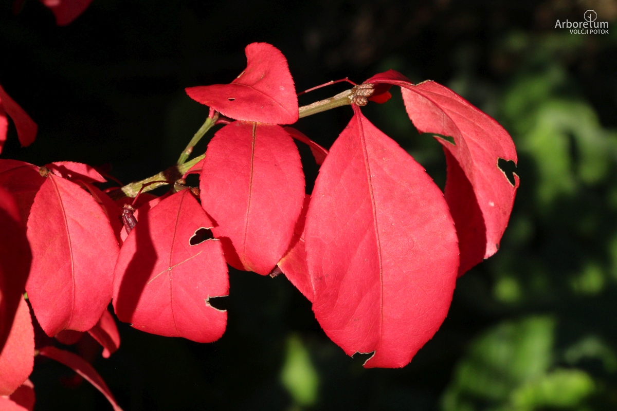 K-3-812_Euonymus alatus ‘Compactus’_oktober_v4