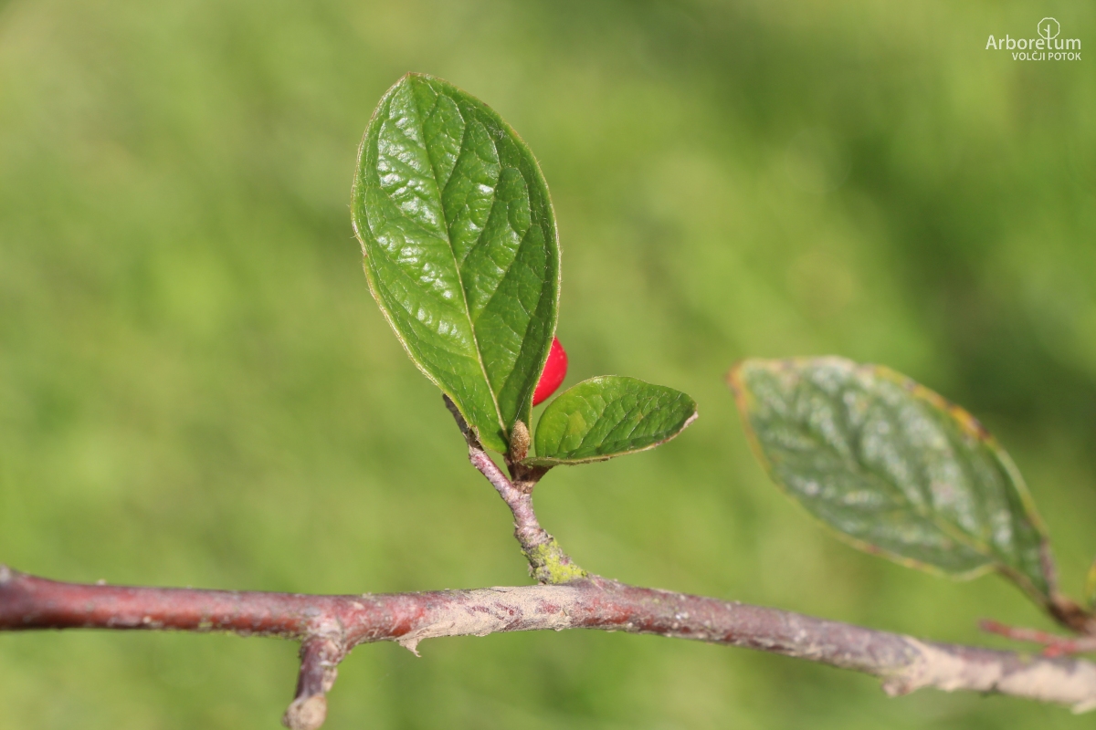 N-1-103_Cotoneaster ogisui_l4