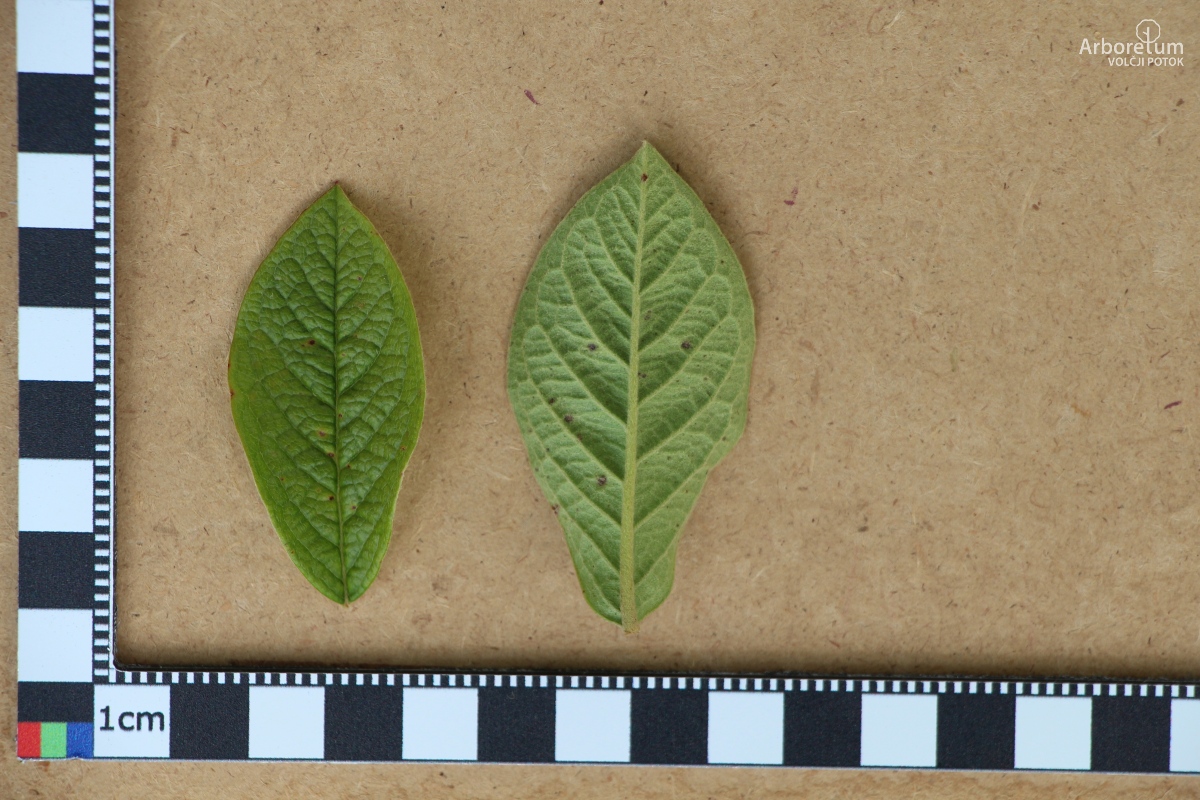 N-1-103_Cotoneaster ogisui_l5