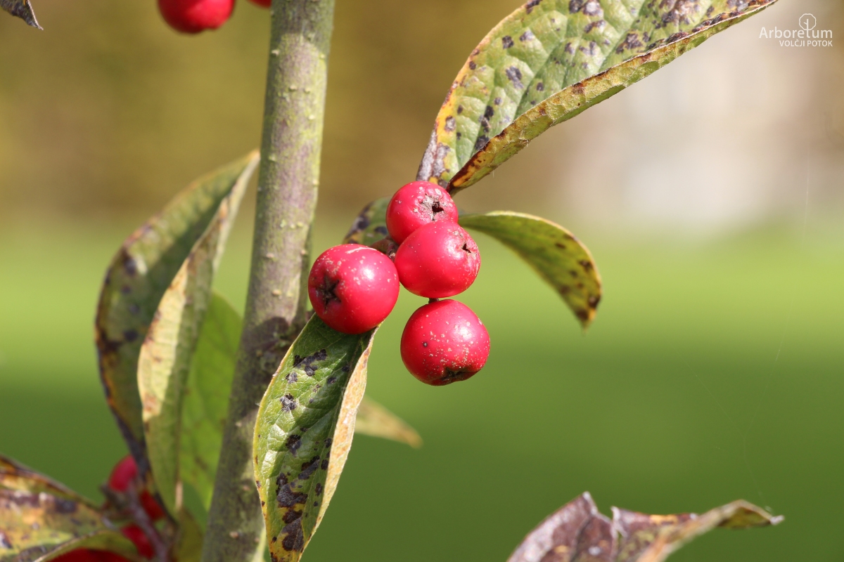 N-1-103_Cotoneaster ogisui_p