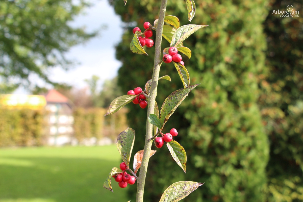 N-1-103_Cotoneaster ogisui_v4