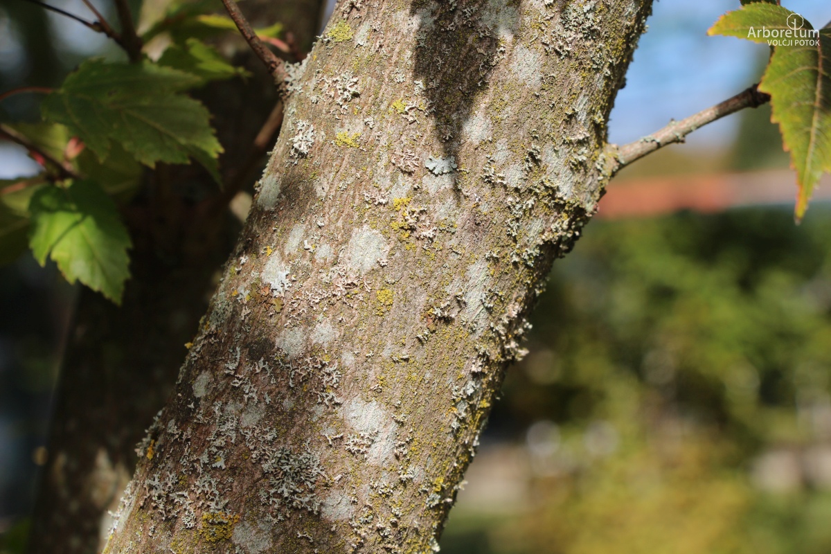 N-1-112_Acer tataricum subsp. ginnala_d