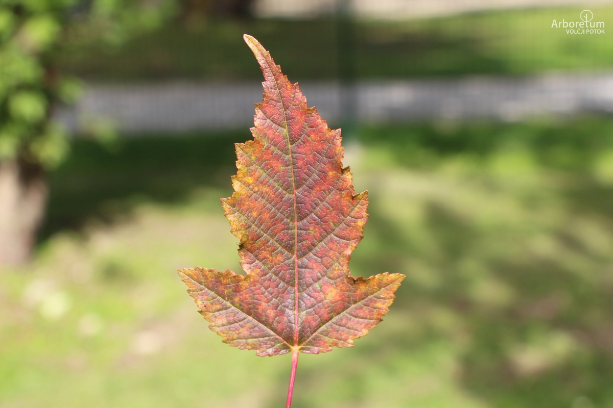 N-1-112_Acer tataricum subsp. ginnala_l2