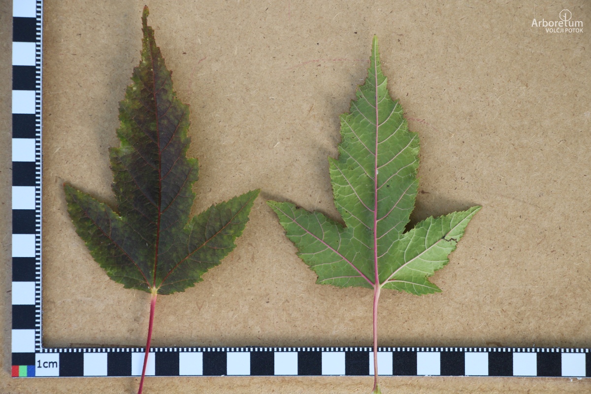 N-1-112_Acer tataricum subsp. ginnala_l5
