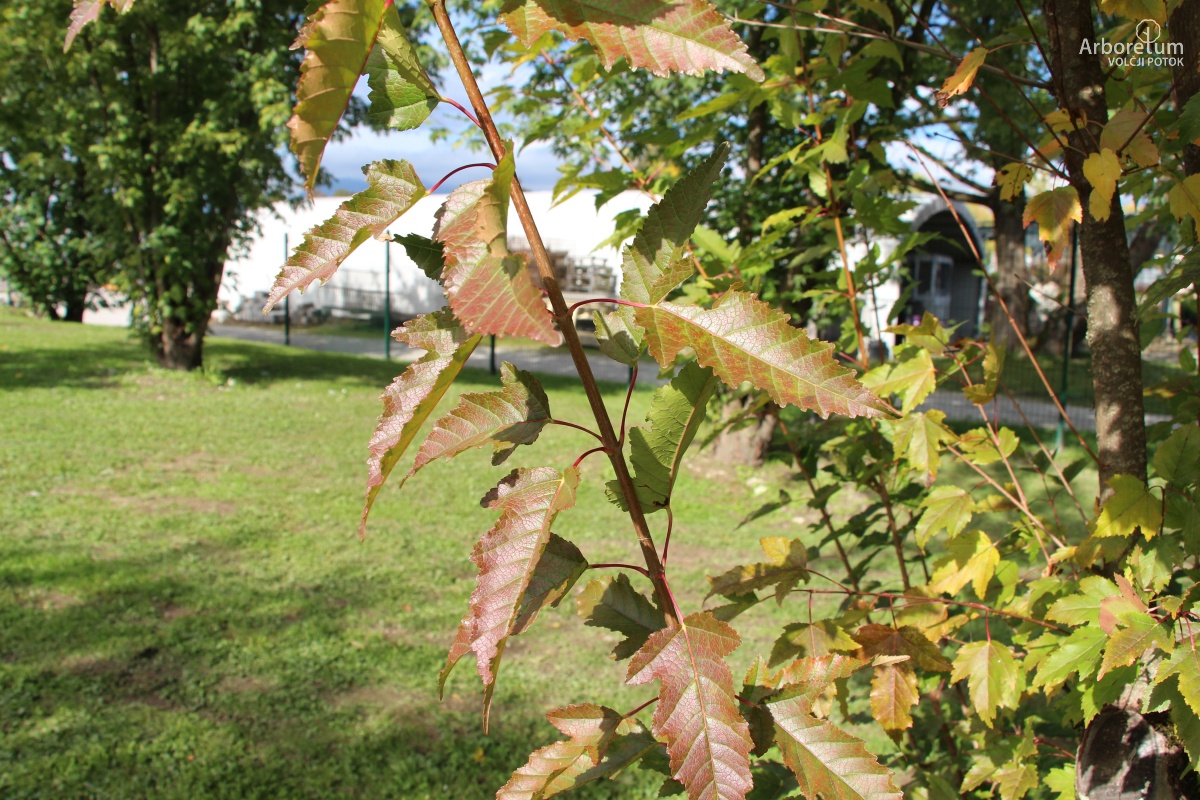 N-1-112_Acer tataricum subsp. ginnala_v