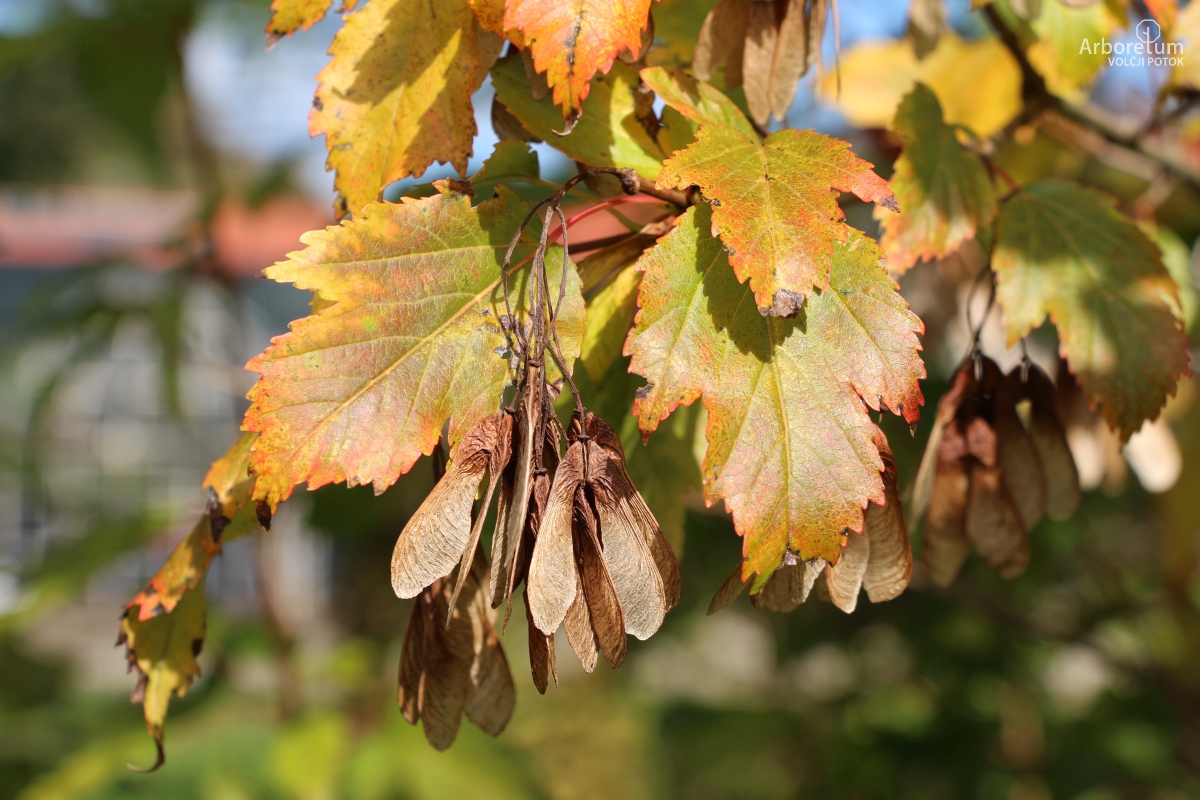 N-1-112_Acer tataricum subsp. ginnala_v2
