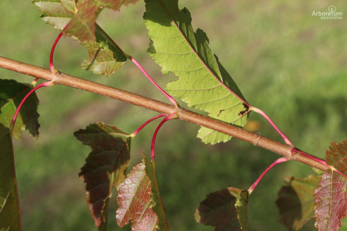 N-1-112_Acer tataricum subsp. ginnala_v4