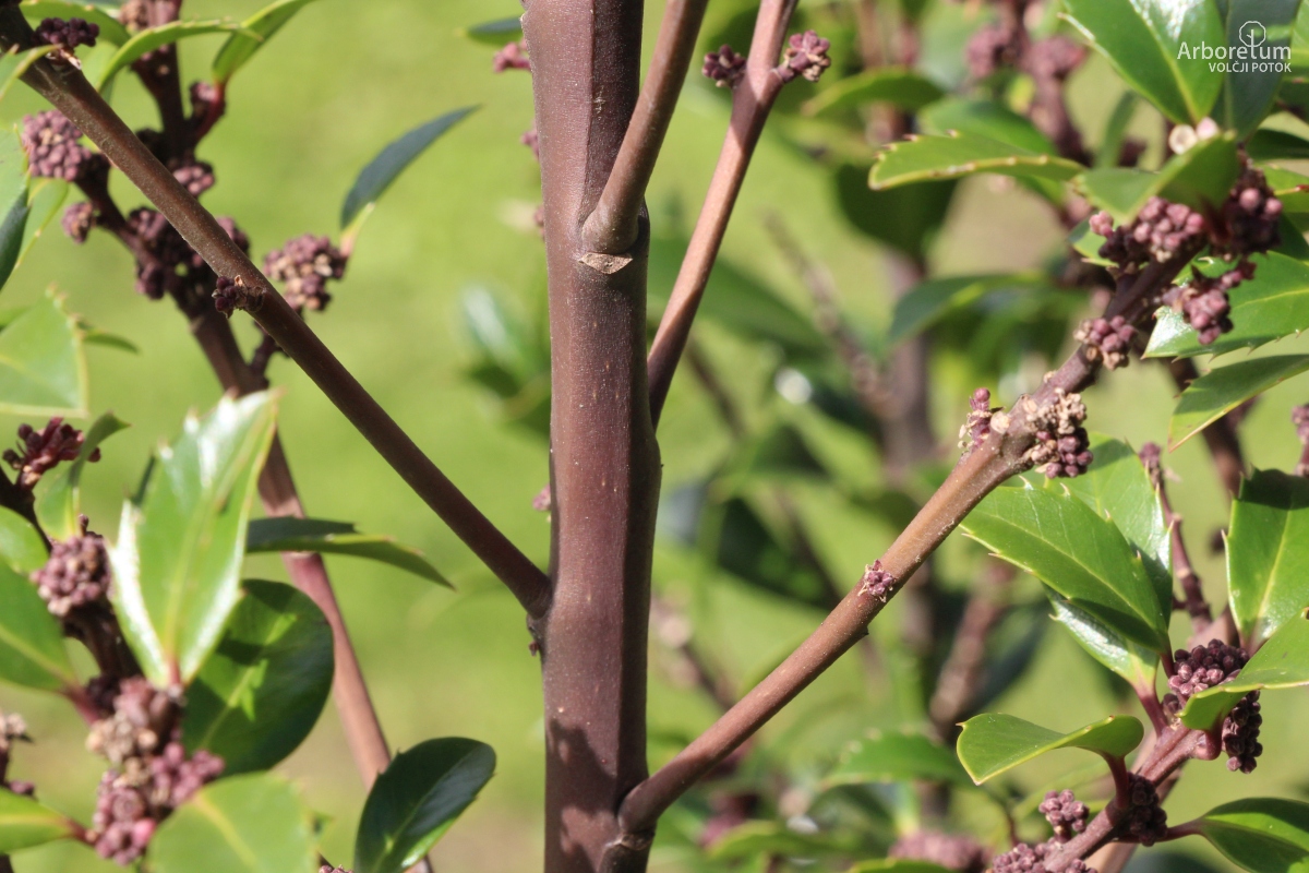 N-1-229_Ilex x meserveae ‘Heckenstar’_d