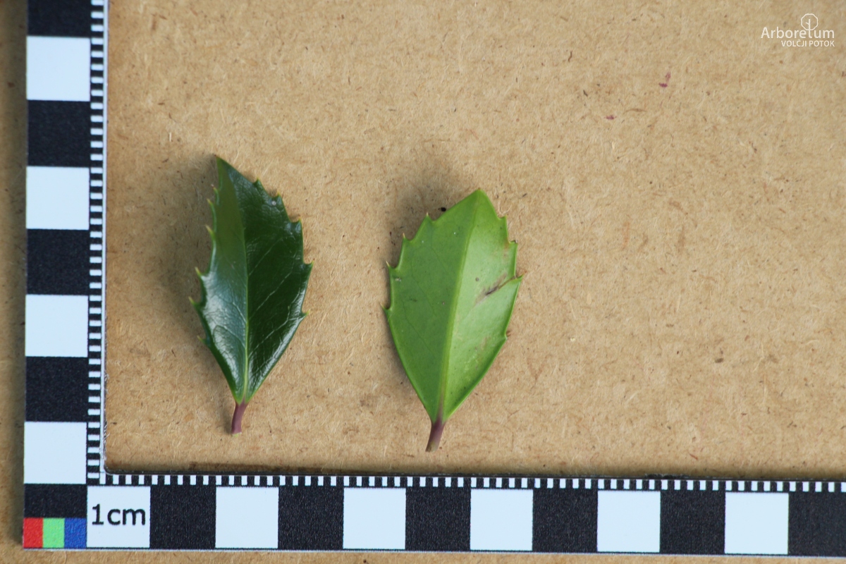N-1-229_Ilex x meserveae ‘Heckenstar’_l5