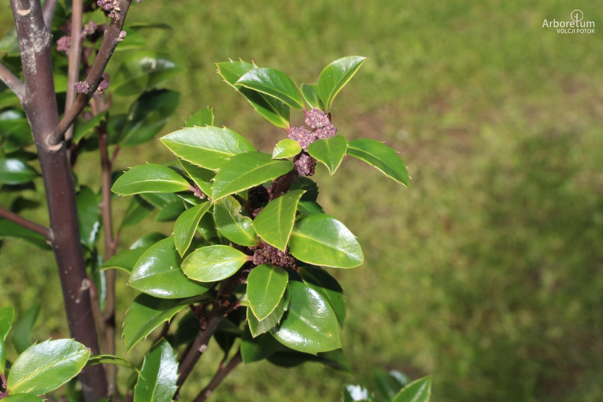 N-1-229_Ilex x meserveae ‘Heckenstar’_v2