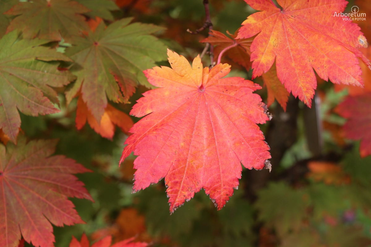 N-4-7_Acer japonicum ‘Vitifolium_l