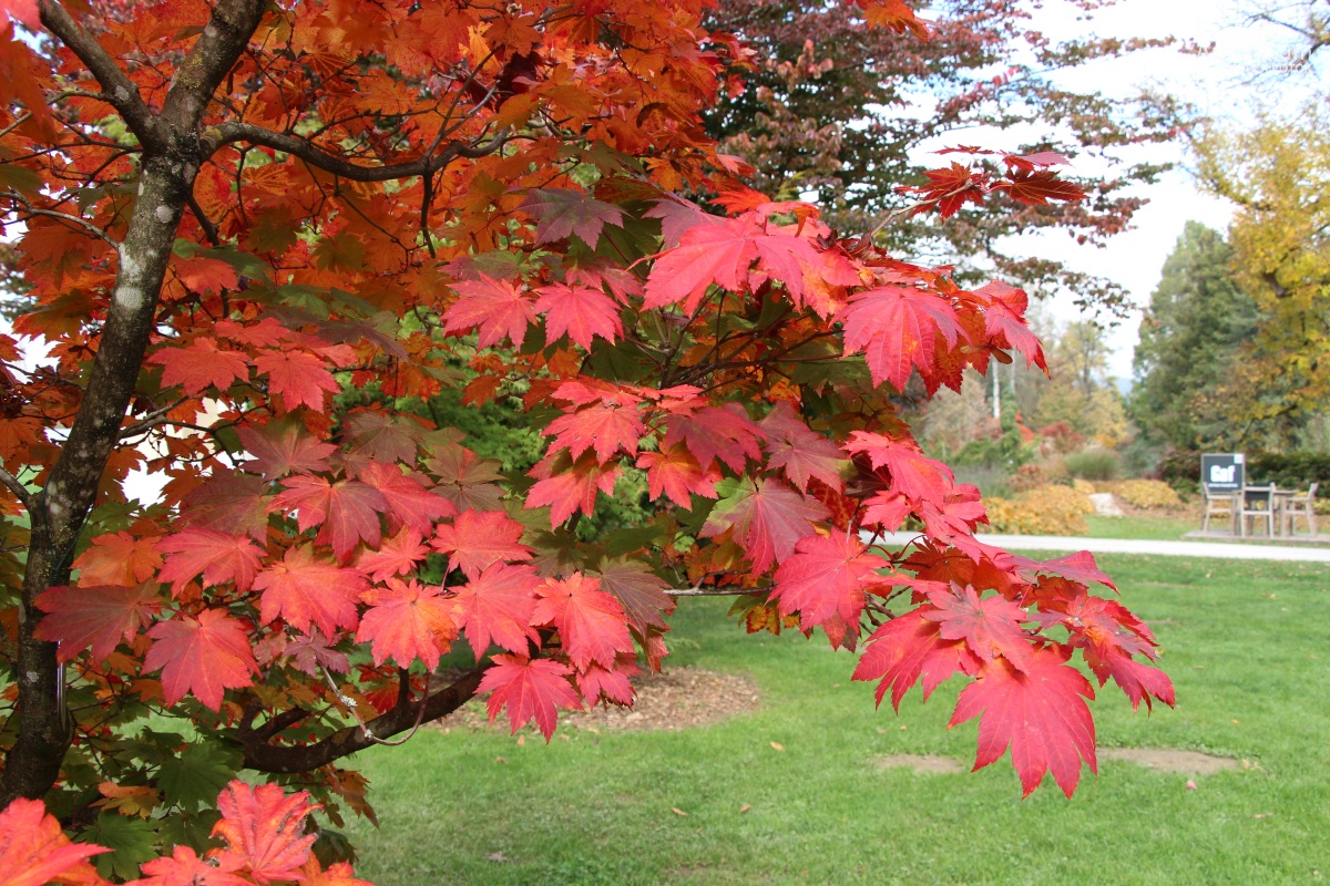 N-4-7_Acer japonicum ‘Vitifolium_v10