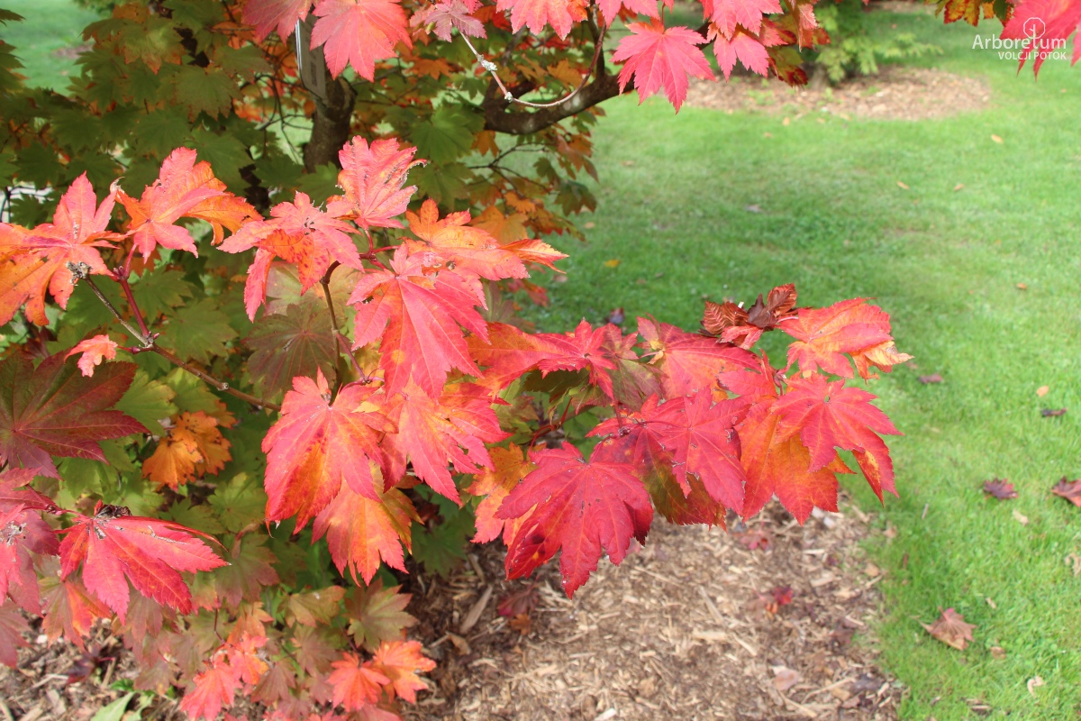 N-4-7_Acer japonicum ‘Vitifolium_v5