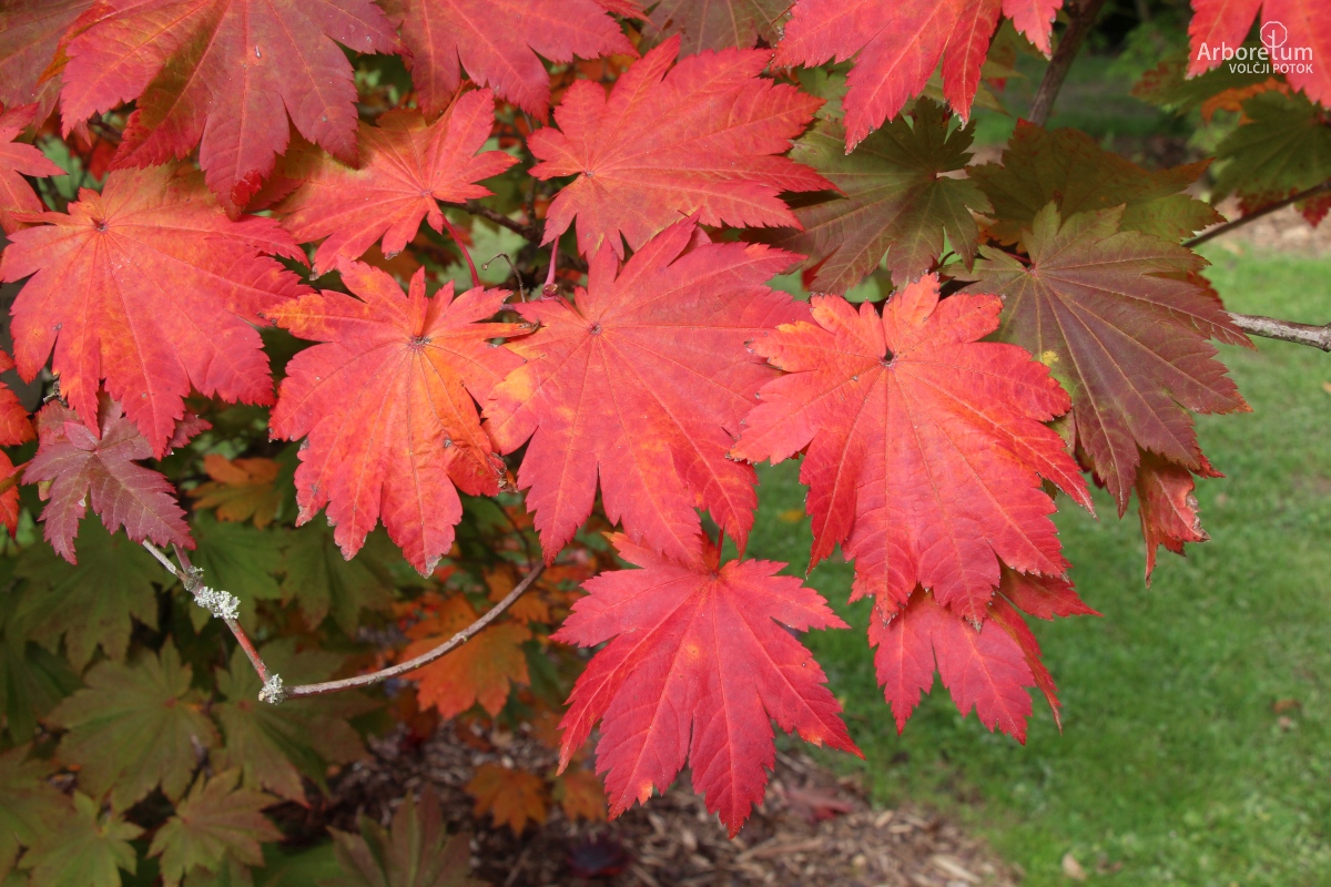 N-4-7_Acer japonicum ‘Vitifolium_v7