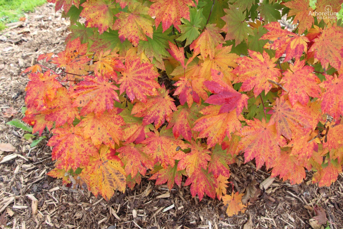 N-4-7_Acer japonicum ‘Vitifolium_v9