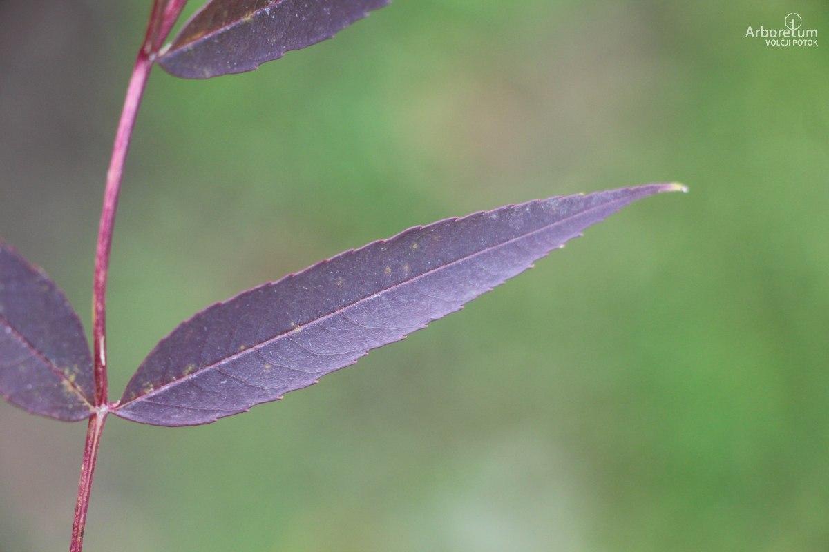N-5-10_Fraxinus angustifolia ‘Raywood’_l7