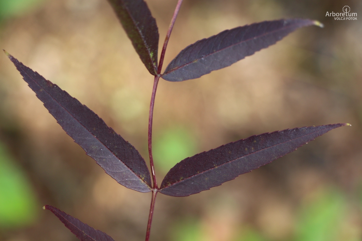 N-5-10_Fraxinus angustifolia ‘Raywood’_v6