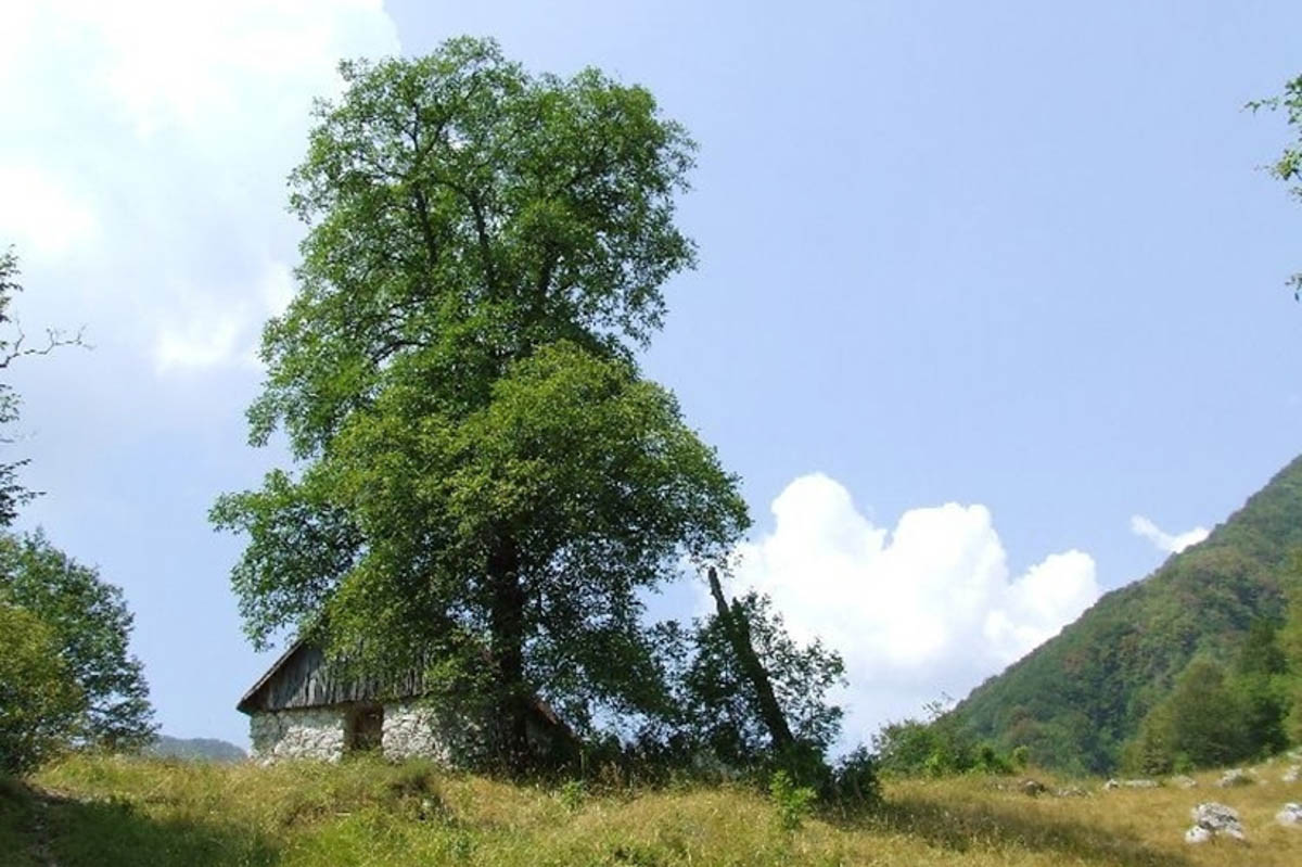 Voden pogovor o domorodnih slovenskih vrstah