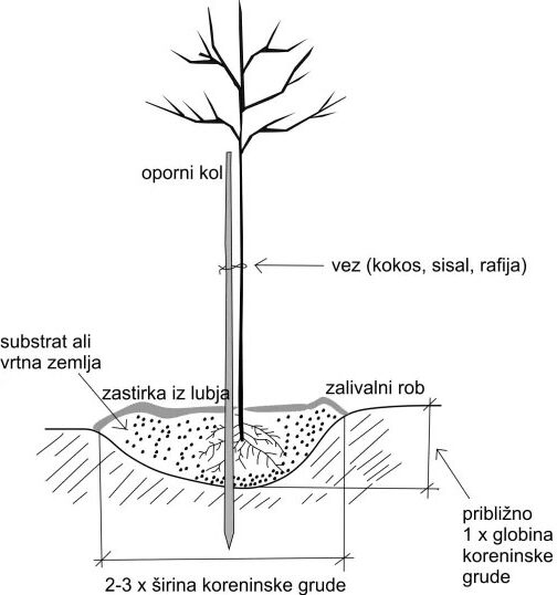 Sajenje drevesa Slikovni prikaz priprava sadilne jame