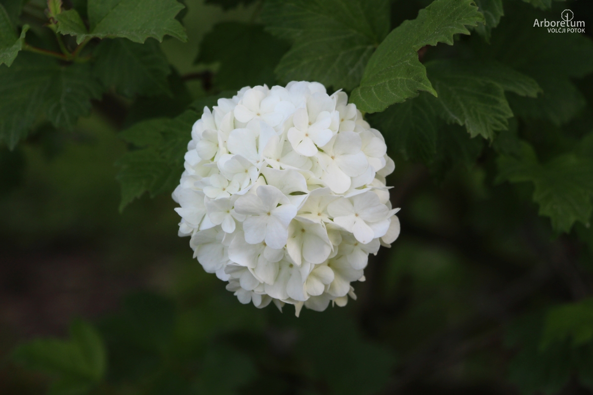 C-4-97_Viburnum opulus_c16_maj