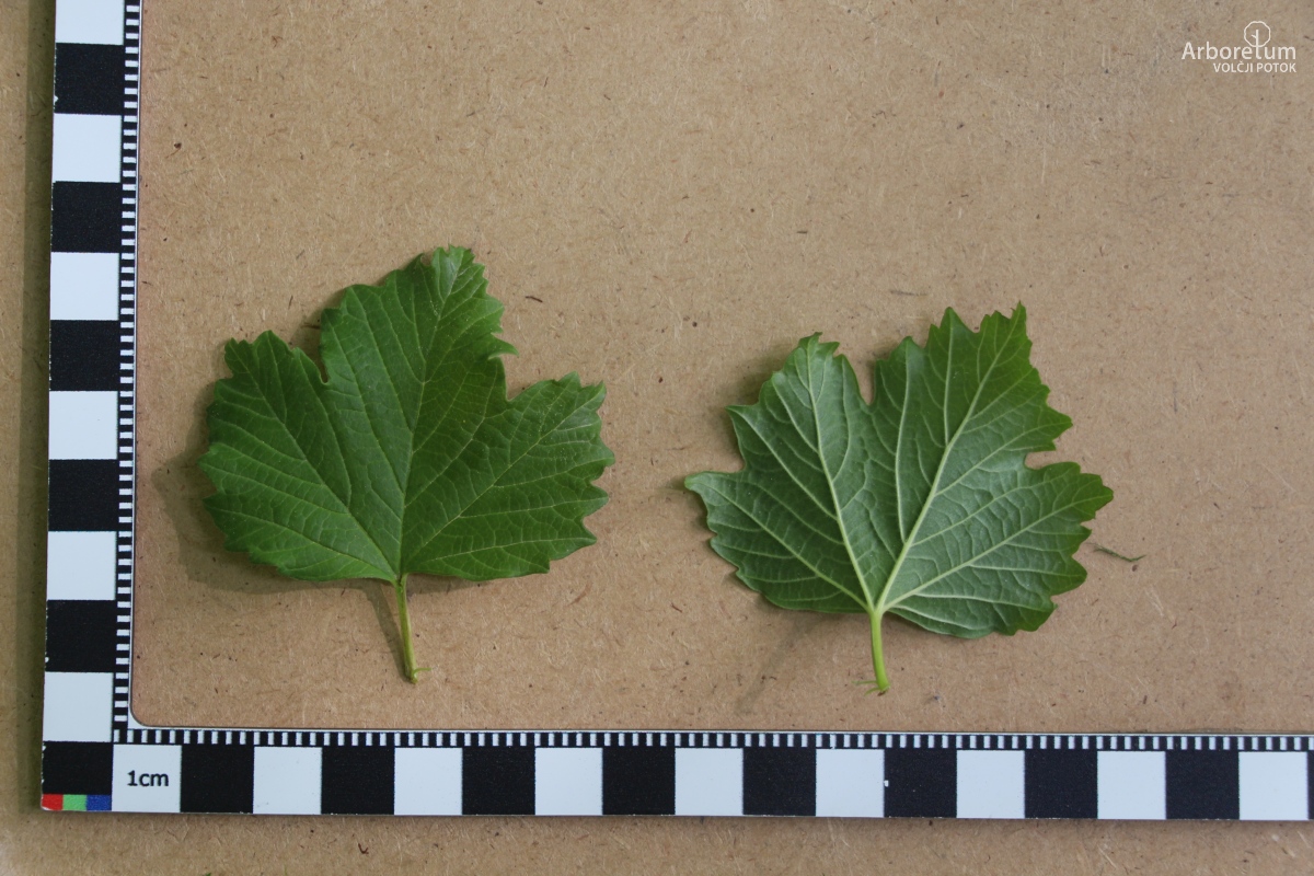 C-4-97_Viburnum opulus_l6_april
